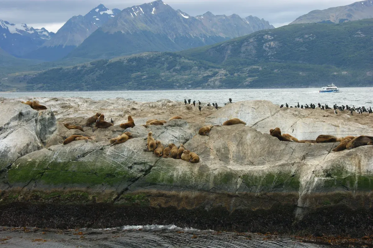 South American sea lions and cormorants on the rocks of the Beagle Channel near Ushuaia, Argentina